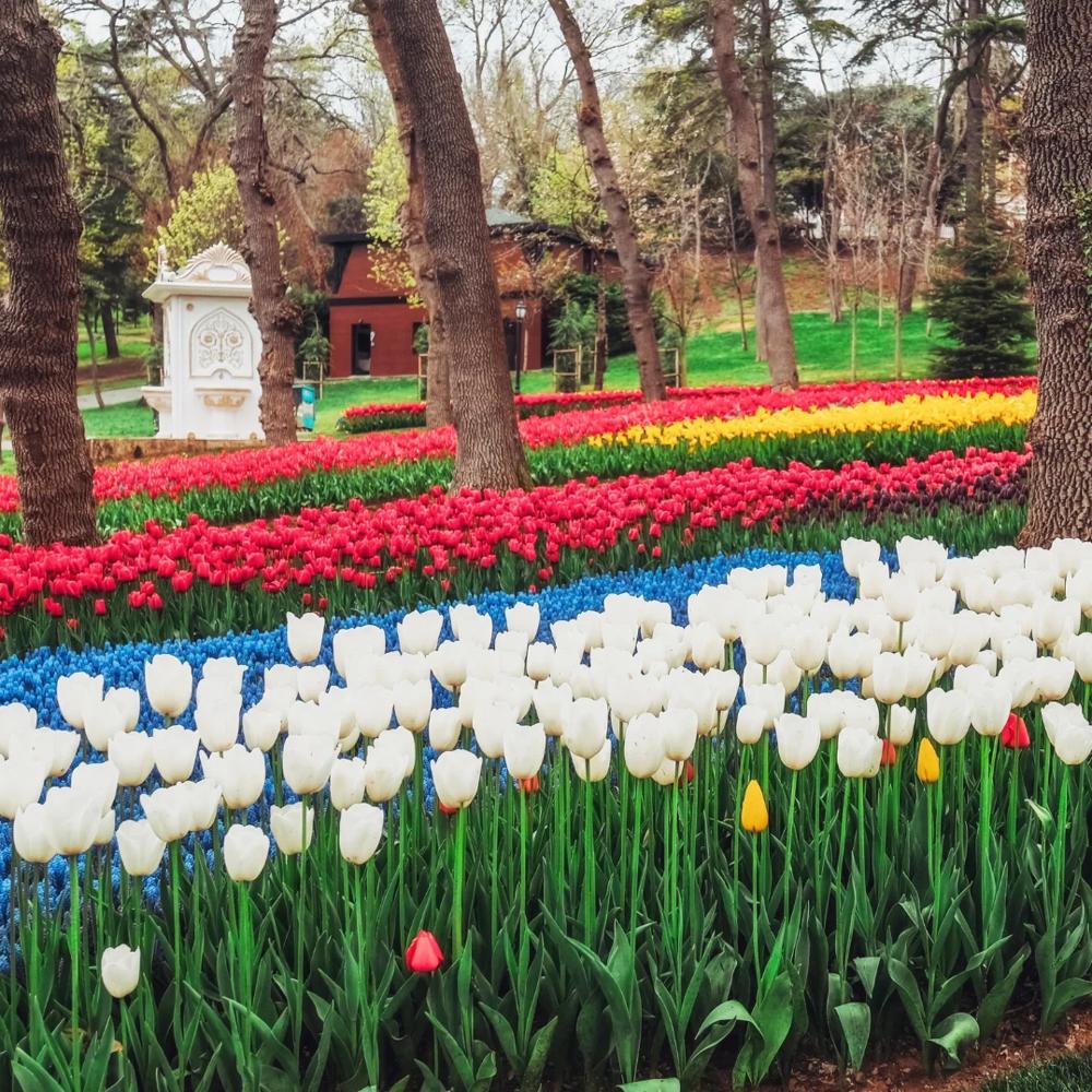 Istanbul Tulip Festival: Everything You Need to Know