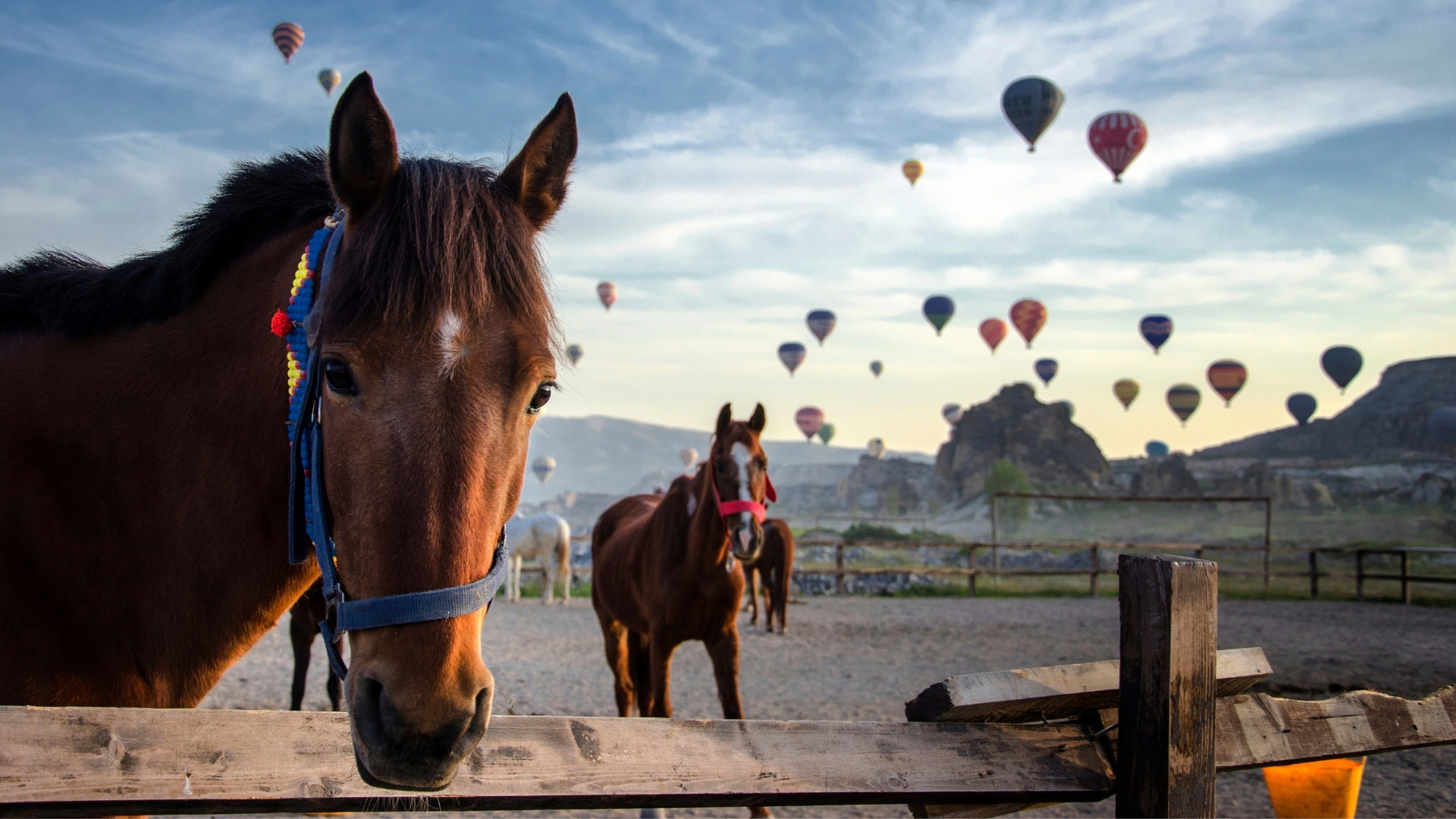 North Cappadocia Horse Riding