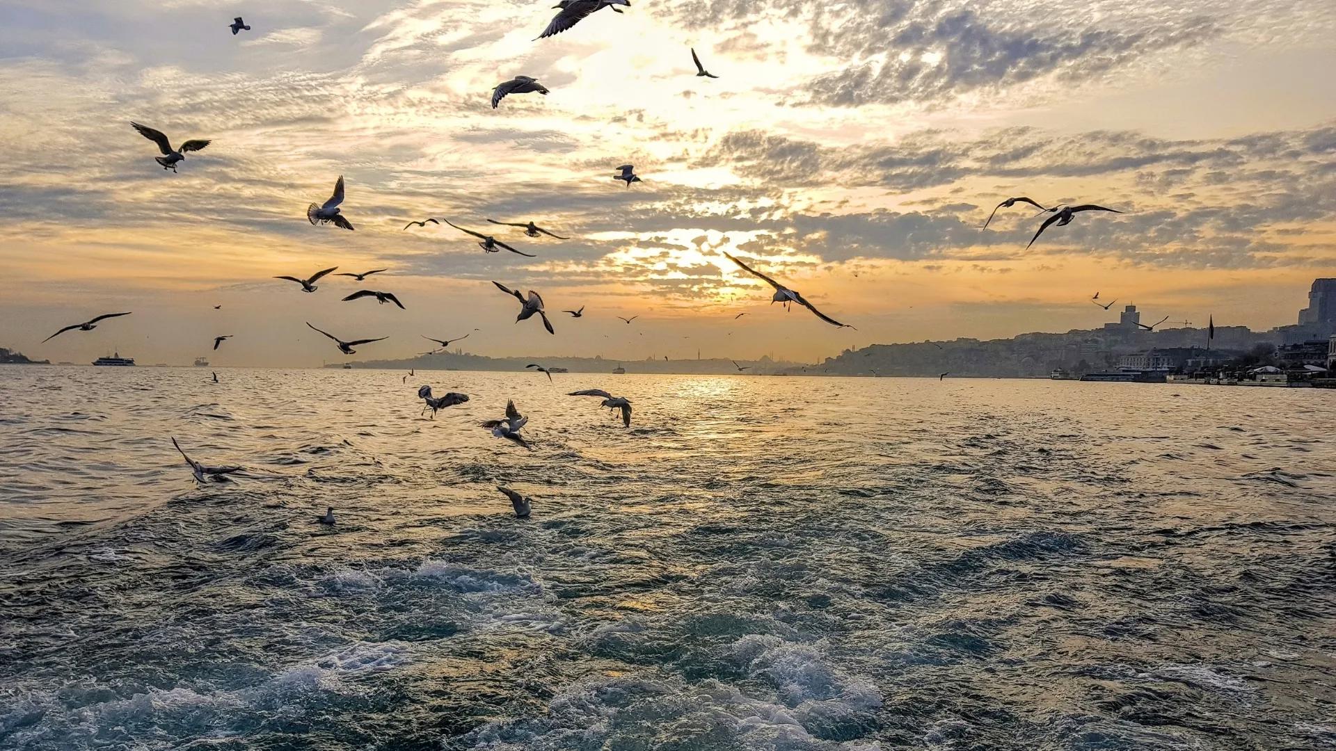 Watch seagulls over the Bosphorus on a sunset Istanbul boat tour and scenic cruise experience.