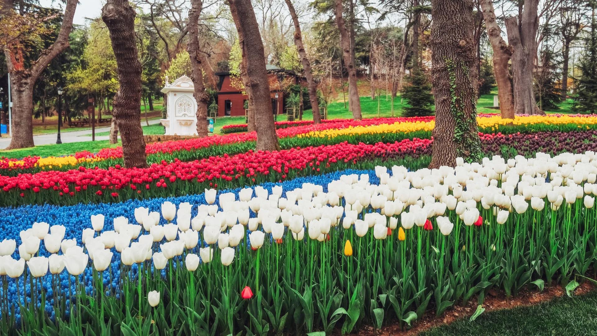 Istanbul Tulip Festival: Everything You Need to Know