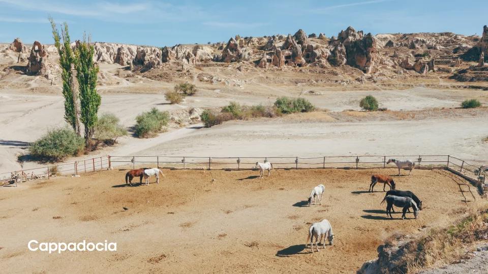 Cappadocia’s Wild Horses (4)