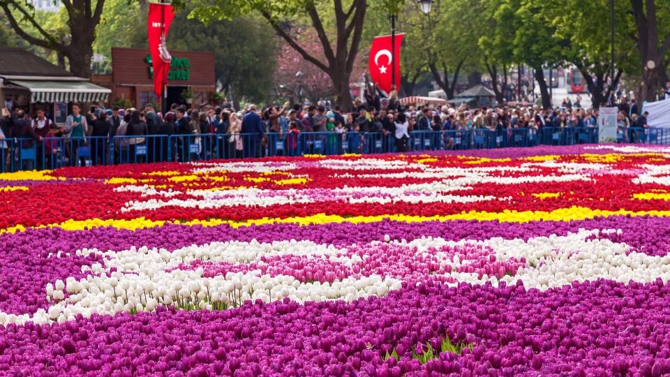 Tulip Carpet (5)