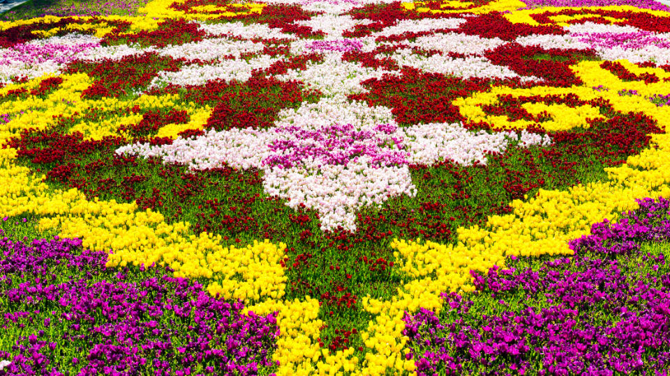 Tulip Carpet (6)